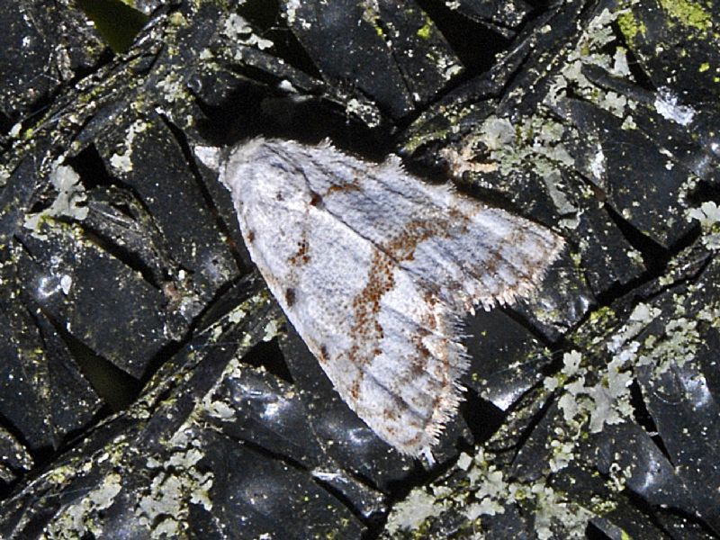 Una farfalletta bianca a righe marroni da ID - Nola aerugula (Nolidae)